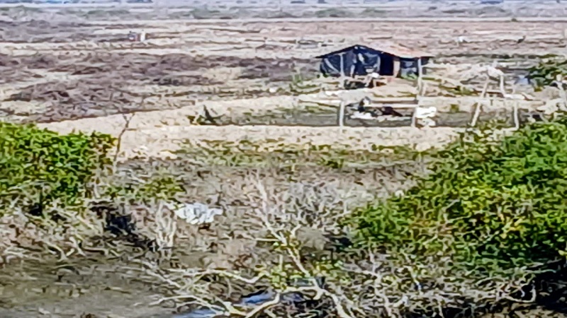 সোনাদিয়া দ্বীপে বনভূমি দখল ও প্যারাবন নিধন: ৫ শত কোটি টাকা পরিবেশগত ক্ষতির দাবি করে মামলা!